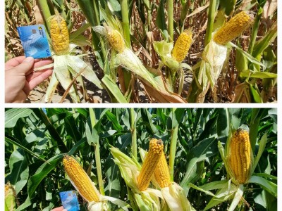 Pokusi navodnjavanja kukuruza Rivulis sistemima "kap po kap"