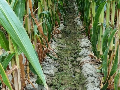 Pokusi navodnjavanja kukuruza Rivulis sistemima "kap po kap"