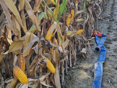 Pokusi navodnjavanja kukuruza Rivulis sistemima "kap po kap"