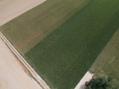 Pokusi navodnjavanja kukuruza Rivulis sistemima "kap po kap"