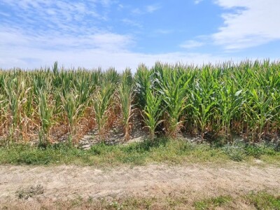 Pokusi navodnjavanja kukuruza Rivulis sistemima "kap po kap"