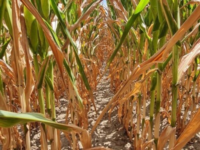 Pokusi navodnjavanja kukuruza Rivulis sistemima "kap po kap"