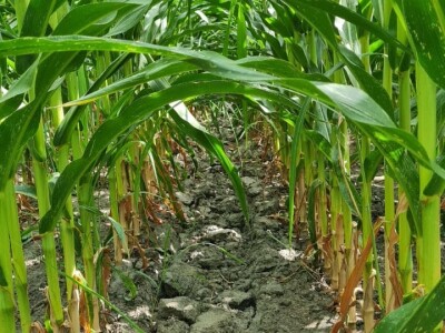 Pokusi navodnjavanja kukuruza Rivulis sistemima "kap po kap"