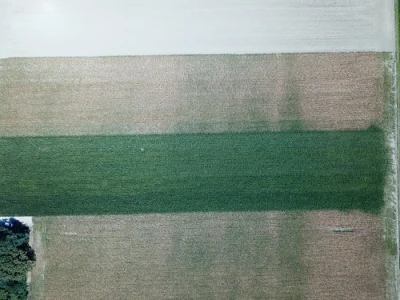 Pokusi navodnjavanja kukuruza Rivulis sistemima "kap po kap"