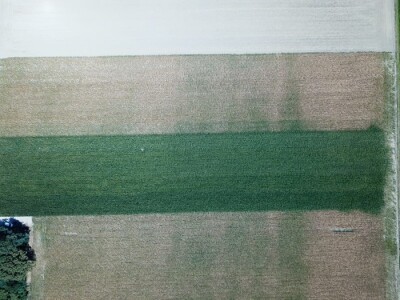 Pokusi navodnjavanja kukuruza Rivulis sistemima "kap po kap"