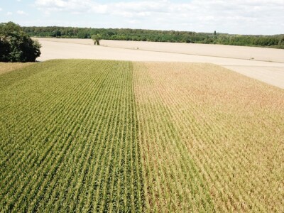 Pokusi navodnjavanja kukuruza Rivulis sistemima "kap po kap"