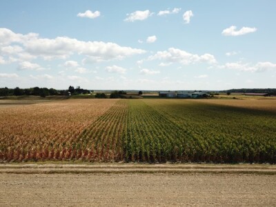 Pokusi navodnjavanja kukuruza Rivulis sistemima "kap po kap"