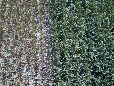 Pokusi navodnjavanja kukuruza Rivulis sistemima "kap po kap"