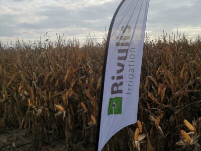 Pokusi navodnjavanja kukuruza Rivulis sistemima "kap po kap"