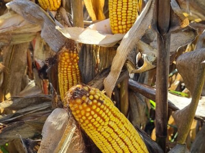 Pokusi navodnjavanja kukuruza Rivulis sistemima "kap po kap"