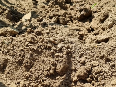 Pokusi navodnjavanja kukuruza Rivulis sistemima "kap po kap"