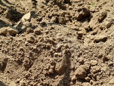 Pokusi navodnjavanja kukuruza Rivulis sistemima "kap po kap"