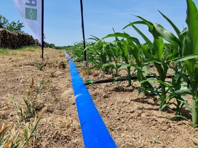 Pokusi navodnjavanja kukuruza Rivulis sistemima "kap po kap"