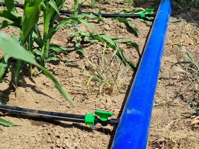 Pokusi navodnjavanja kukuruza Rivulis sistemima "kap po kap"