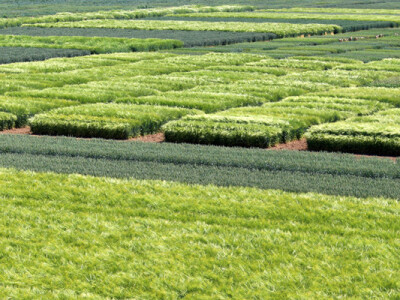 Pokusno polje Botinec