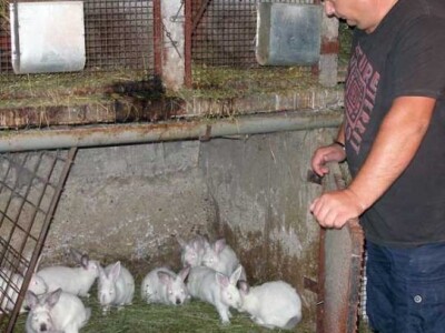 Uspješan kunićar Žarko Bočak iz Trstenika Uspješan kunićar Žarko Bočak iz Trstenika