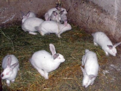 Uspješan kunićar Žarko Bočak iz Trstenika Uspješan kunićar Žarko Bočak iz Trstenika