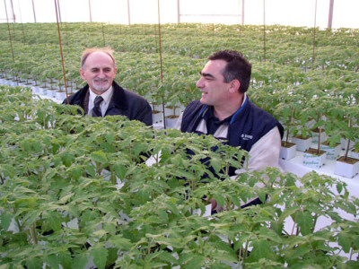 Uzgoj rajčice u hidroponima Uzgoj rajčice u hidroponima