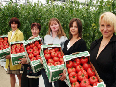 Uzgoj rajčice u hidroponima Uzgoj rajčice u hidroponima