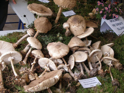 34. Izložba gljiva u Zagrebu
