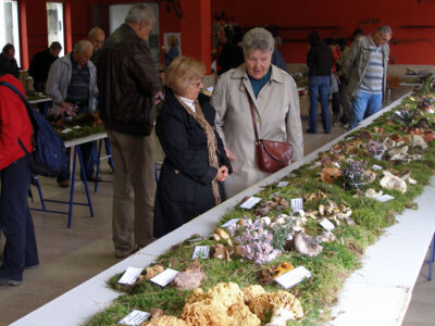 34. Izložba gljiva u Zagrebu