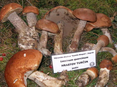 34. Izložba gljiva u Zagrebu
