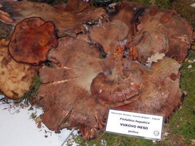 34. Izložba gljiva u Zagrebu