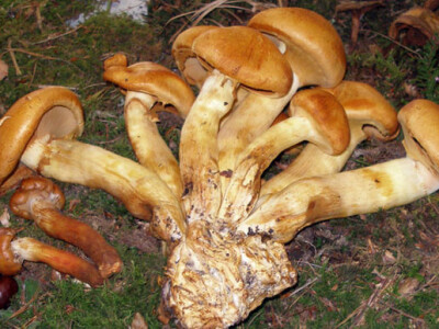 34. Izložba gljiva u Zagrebu