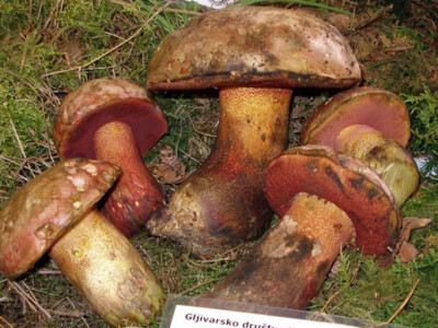 34. Izložba gljiva u Zagrebu