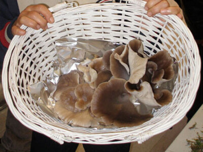 34. Izložba gljiva u Zagrebu