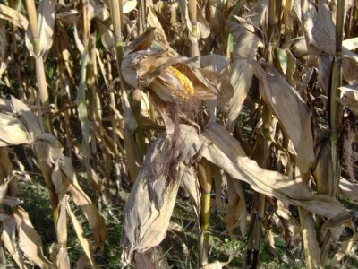 Proizvođače kukuruza muče visoka vlaga i niske otkupne cijene