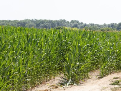 Polja kukuruza