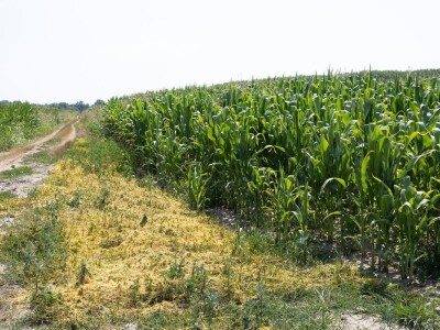 Polja kukuruza