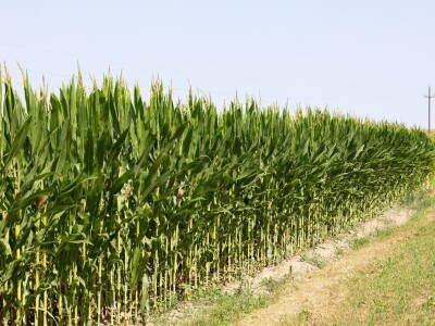 Polja kukuruza