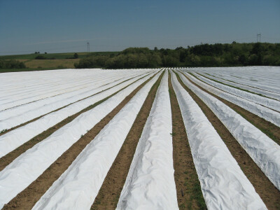 Polja prekrivena folijom