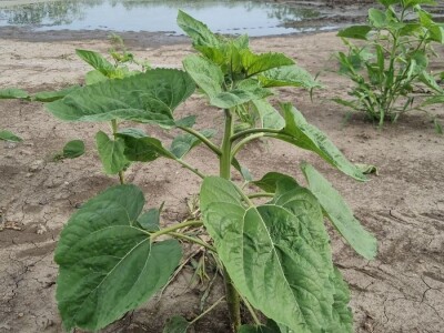 Polja suncokreta u lipanj