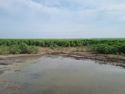 Polja suncokreta u lipanj