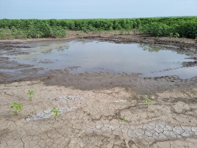 Polja suncokreta u lipanj