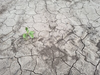 Polja suncokreta u lipanj