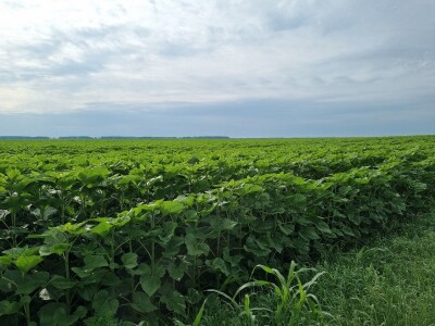 Polja suncokreta u lipanj
