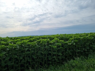 Polja suncokreta u lipanj