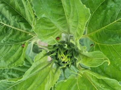 Polja suncokreta u lipanj