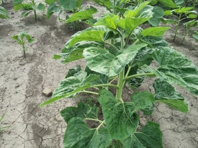 Polja suncokreta u lipanj