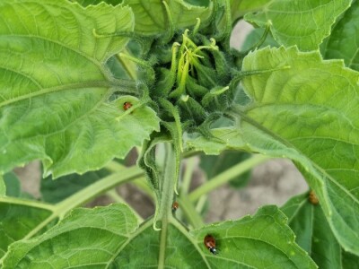 Polja suncokreta u lipanj