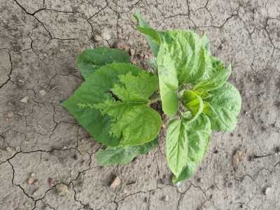 Polja suncokreta u lipanj