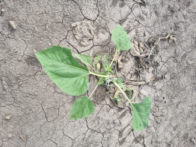 Polja suncokreta u lipanj