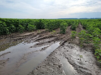 Polja suncokreta u lipanj