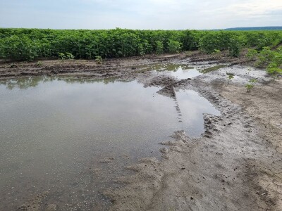 Polja suncokreta u lipanj