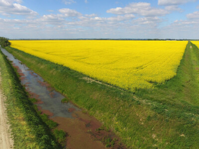 Polja uljane repice