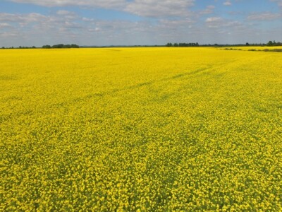 Polja uljane repice